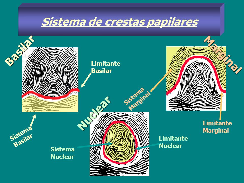 Sistema de crestas papilares