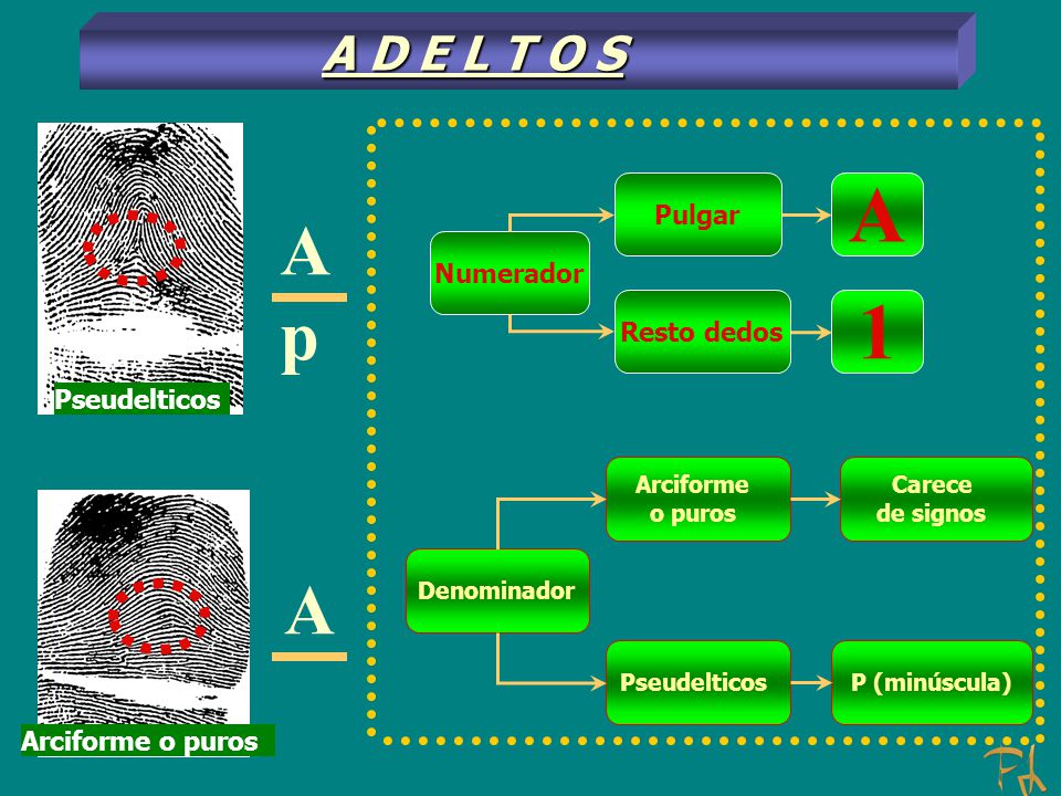A 1 A p A A D E L T O S Pulgar Numerador Resto dedos Pseudelticos