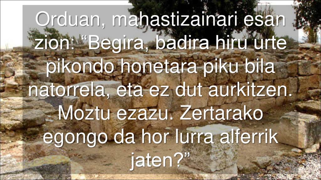 Orduan, mahastizainari esan zion: Begira, badira hiru urte pikondo honetara piku bila natorrela, eta ez dut aurkitzen.