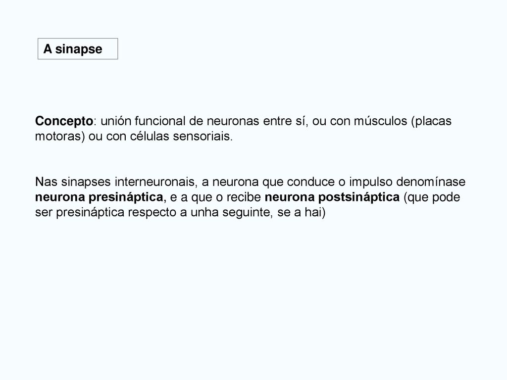 A sinapse Concepto: unión funcional de neuronas entre sí, ou con músculos (placas motoras) ou con células sensoriais.