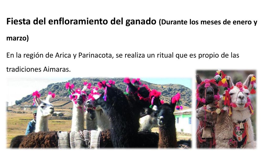 Fiesta del enfloramiento del ganado (Durante los meses de enero y marzo)