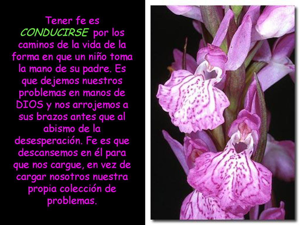 Tener fe es CONDUCIRSE por los caminos de la vida de la forma en que un niño toma la mano de su padre.