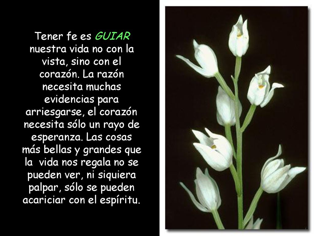 Tener fe es GUIAR nuestra vida no con la vista, sino con el corazón