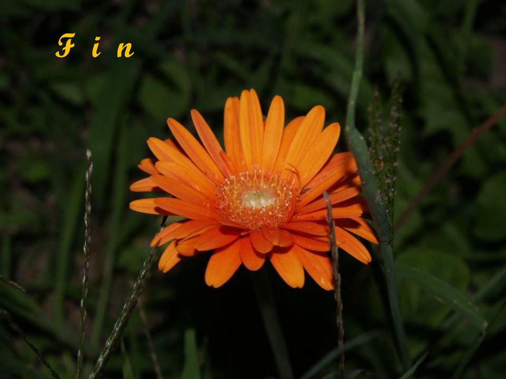 F i n photos personnelles : Guy Réalisation , montage : Mondoune
