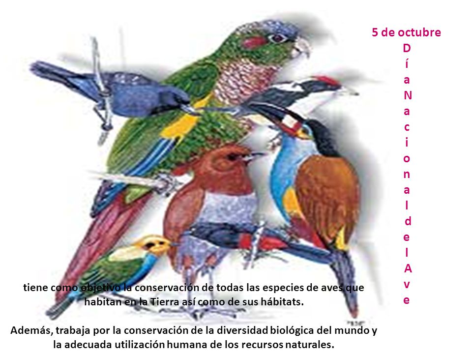 5 de octubre D í a N a c i o n a l d e l A v e