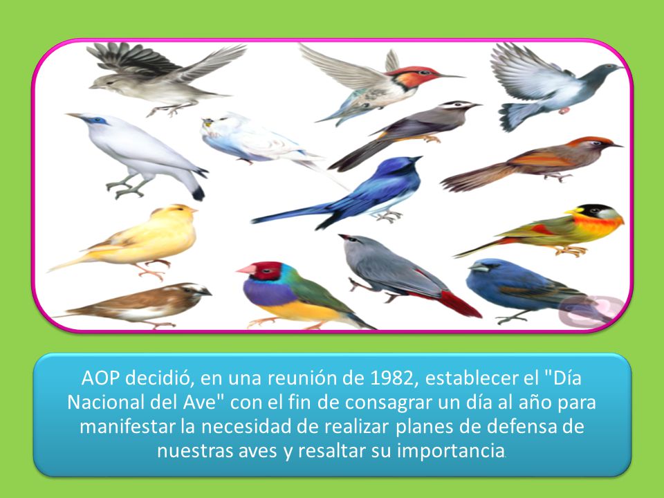 AOP decidió, en una reunión de 1982, establecer el Día Nacional del Ave con el fin de consagrar un día al año para manifestar la necesidad de realizar planes de defensa de nuestras aves y resaltar su importancia.