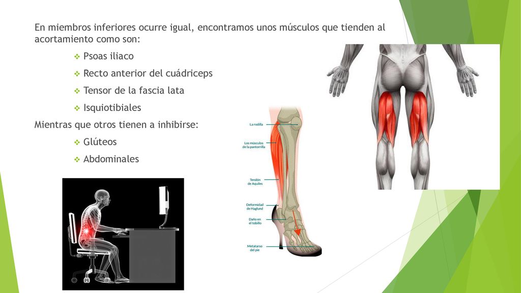 En miembros inferiores ocurre igual, encontramos unos músculos que tienden al acortamiento como son: