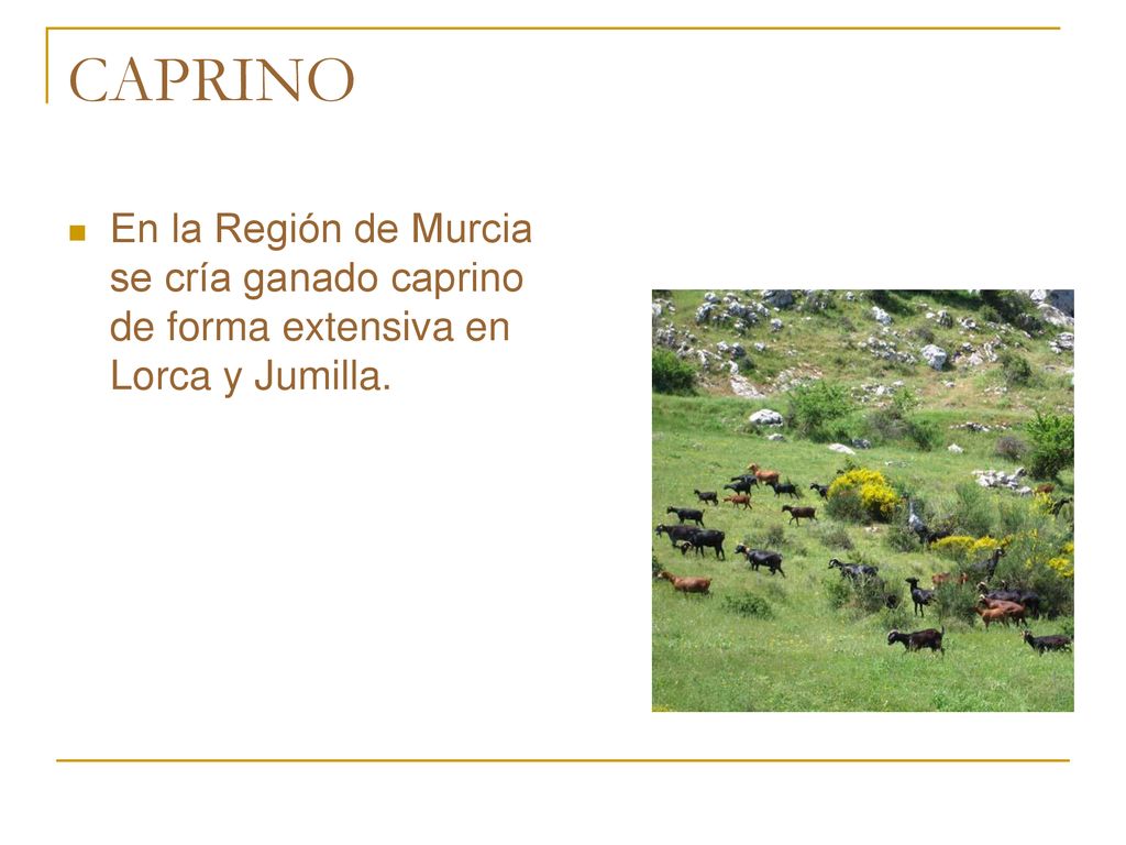 CAPRINO En la Región de Murcia se cría ganado caprino de forma extensiva en Lorca y Jumilla.
