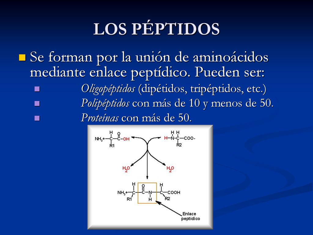LOS PÉPTIDOS Se forman por la unión de aminoácidos mediante enlace peptídico. Pueden ser: Oligopéptidos (dipétidos, tripéptidos, etc.)