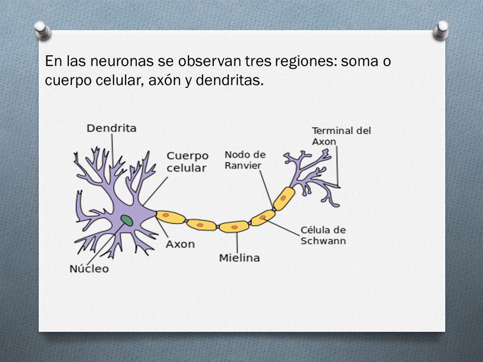 En las neuronas se observan tres regiones: soma o cuerpo celular, axón y dendritas.