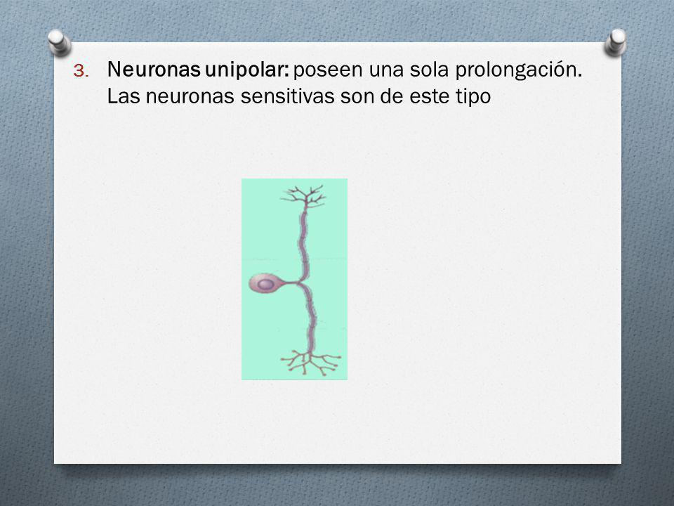 Neuronas unipolar: poseen una sola prolongación
