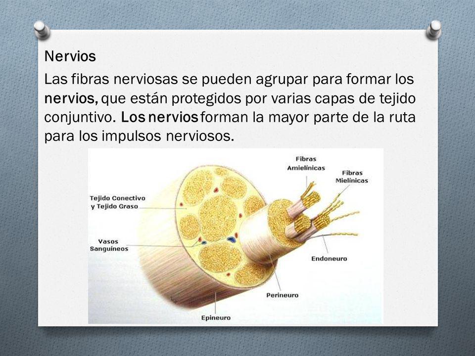 Nervios Las fibras nerviosas se pueden agrupar para formar los nervios, que están protegidos por varias capas de tejido conjuntivo.