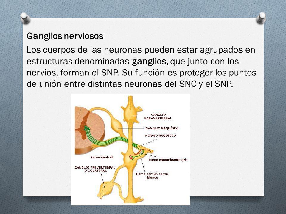 Ganglios nerviosos Los cuerpos de las neuronas pueden estar agrupados en estructuras denominadas ganglios, que junto con los nervios, forman el SNP.