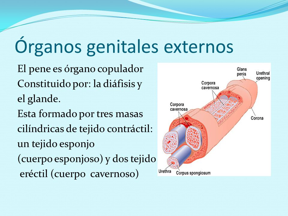 Órganos genitales externos