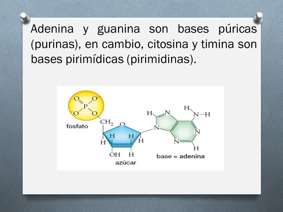 Adenina y guanina son bases púricas (purinas), en cambio, citosina y timina son bases pirimídicas (pirimidinas).