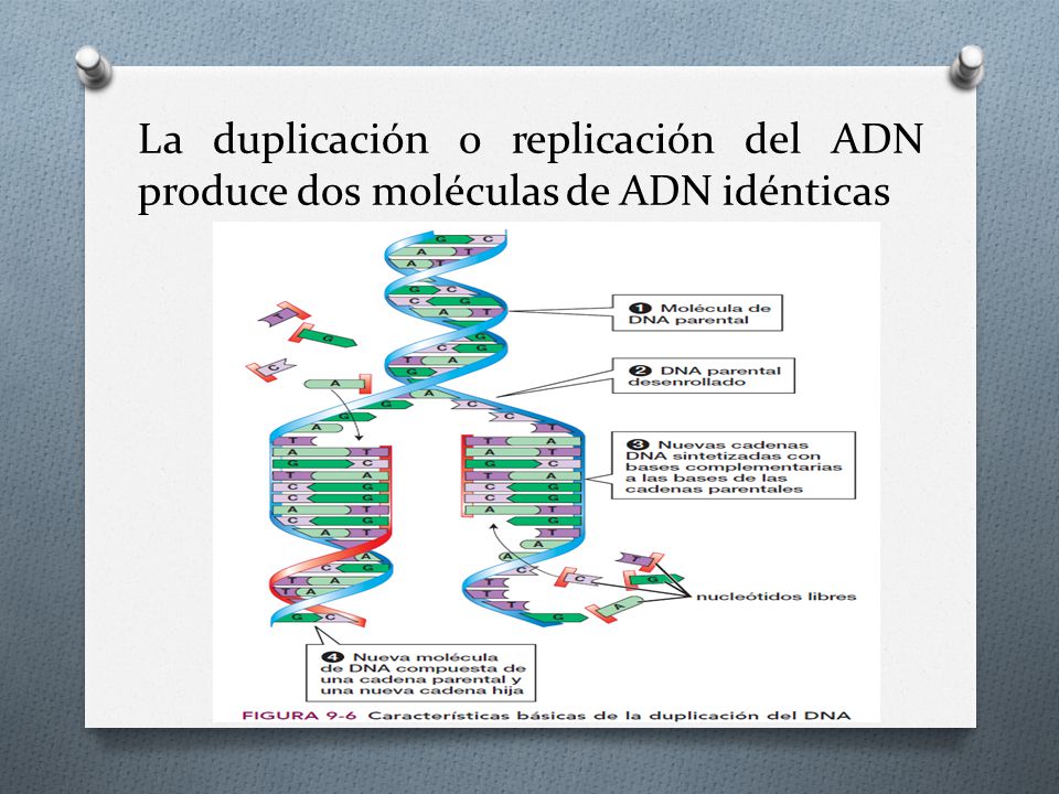 La duplicación o replicación del ADN produce dos moléculas de ADN idénticas