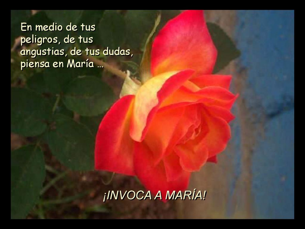 En medio de tus peligros, de tus angustias, de tus dudas, piensa en María …