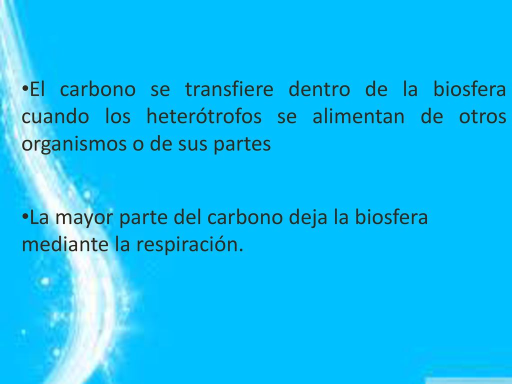 El carbono se transfiere dentro de la biosfera cuando los heterótrofos se alimentan de otros organismos o de sus partes