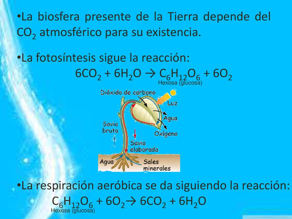 La fotosíntesis sigue la reacción: 6CO2 + 6H2O → C6H12O6 + 6O2