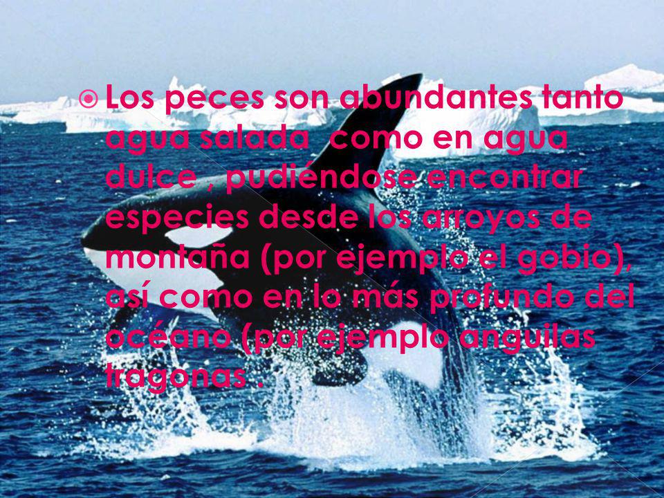 Los peces son abundantes tanto agua salada como en agua dulce , pudiéndose encontrar especies desde los arroyos de montaña (por ejemplo el gobio), así como en lo más profundo del océano (por ejemplo anguilas tragonas .