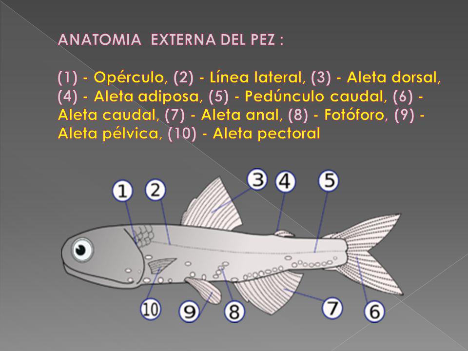 ANATOMIA EXTERNA DEL PEZ : (1) - Opérculo, (2) - Línea lateral, (3) - Aleta dorsal, (4) - Aleta adiposa, (5) - Pedúnculo caudal, (6) - Aleta caudal, (7) - Aleta anal, (8) - Fotóforo, (9) - Aleta pélvica, (10) - Aleta pectoral