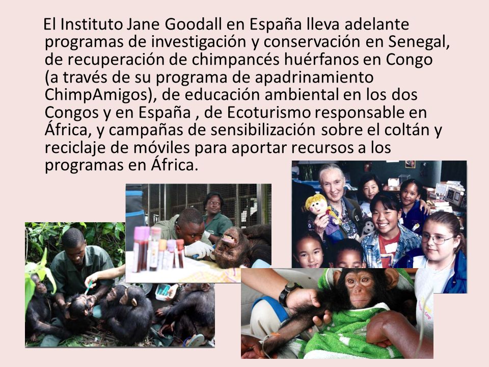 El Instituto Jane Goodall en España lleva adelante programas de investigación y conservación en Senegal, de recuperación de chimpancés huérfanos en Congo (a través de su programa de apadrinamiento ChimpAmigos), de educación ambiental en los dos Congos y en España , de Ecoturismo responsable en África, y campañas de sensibilización sobre el coltán y reciclaje de móviles para aportar recursos a los programas en África.