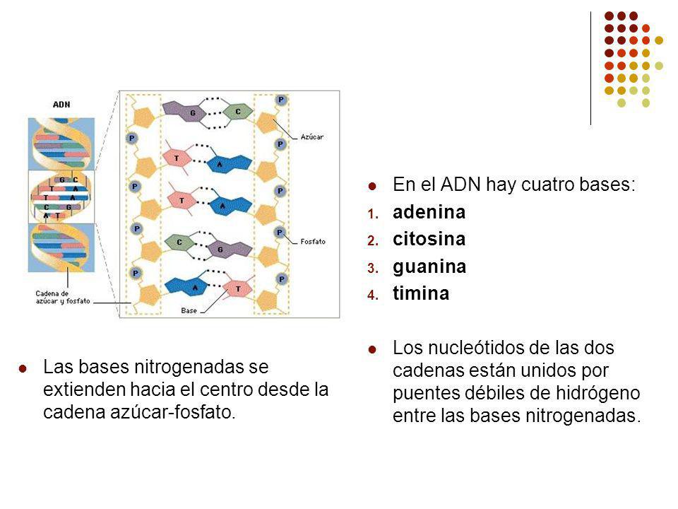Las bases nitrogenadas se extienden hacia el centro desde la cadena azúcar-fosfato.