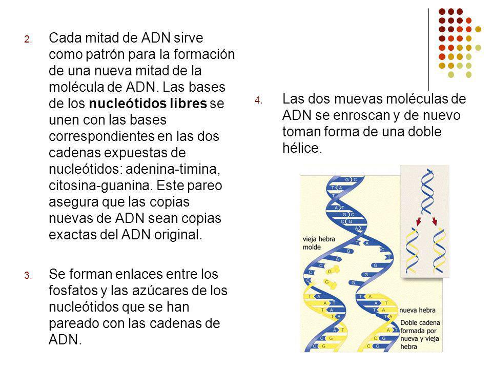 Cada mitad de ADN sirve como patrón para la formación de una nueva mitad de la molécula de ADN. Las bases de los nucleótidos libres se unen con las bases correspondientes en las dos cadenas expuestas de nucleótidos: adenina-timina, citosina-guanina. Este pareo asegura que las copias nuevas de ADN sean copias exactas del ADN original.