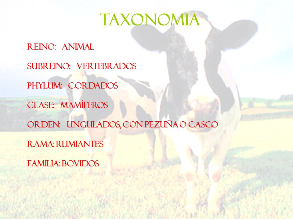 TAXONOMIA Reino: Animal Subreino: Vertebrados Phylum: Cordados