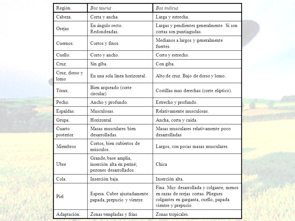 Región Bos taurus. Bos indicus. Cabeza. Corta y ancha. Larga y estrecha. Orejas. En ángulo recto. Redondeadas.