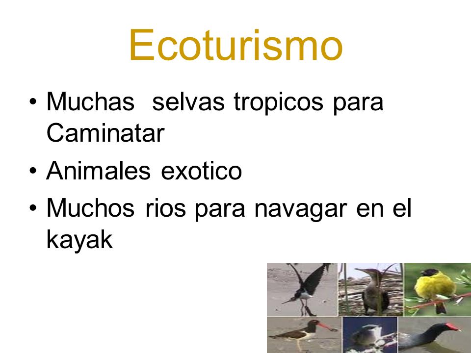 Ecoturismo Muchas selvas tropicos para Caminatar Animales exotico