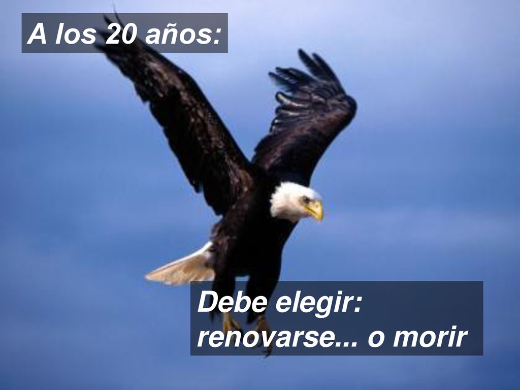 A los 20 años: Debe elegir: renovarse... o morir