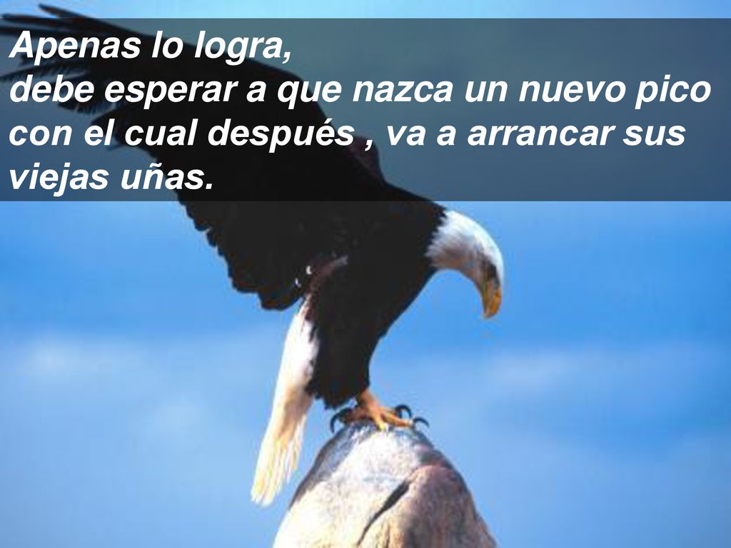 Apenas lo logra, debe esperar a que nazca un nuevo pico con el cual después , va a arrancar sus viejas uñas.