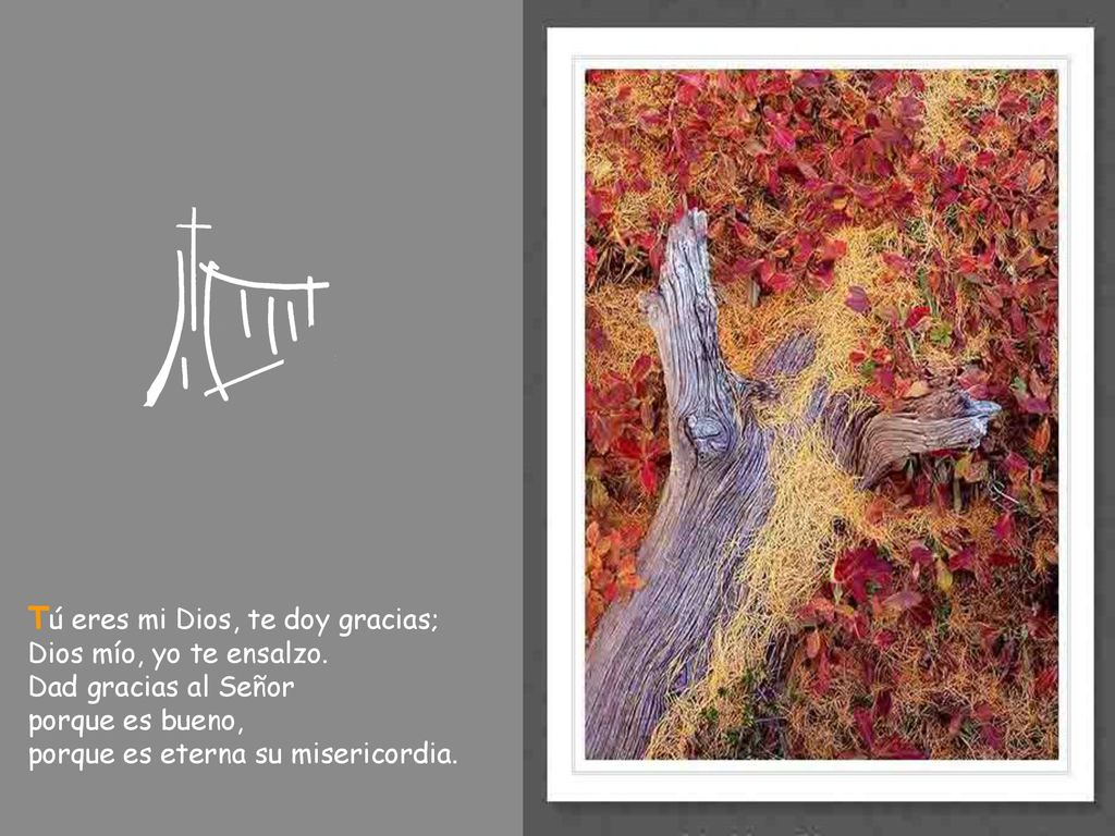Tú eres mi Dios, te doy gracias; Dios mío, yo te ensalzo