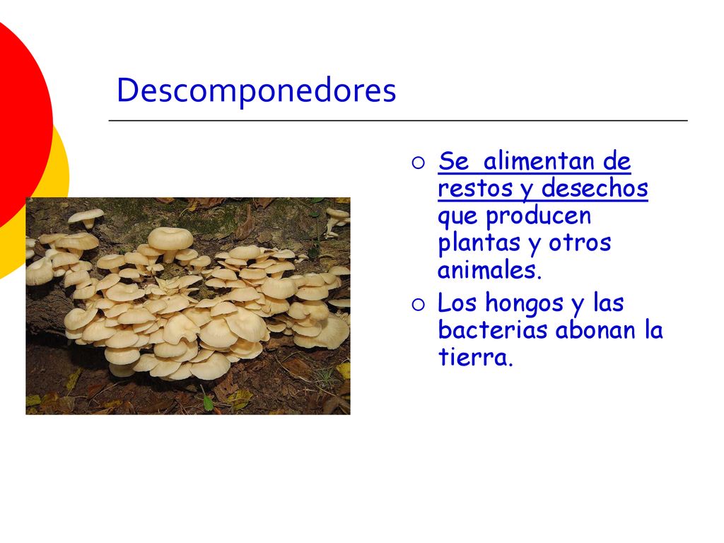 Descomponedores Se alimentan de restos y desechos que producen plantas y otros animales.