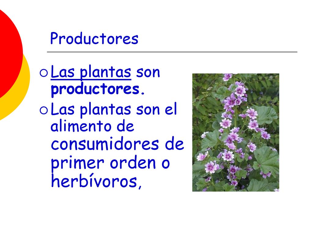 Productores Las plantas son productores.