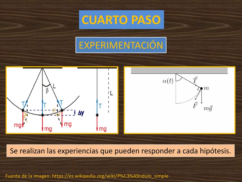 Se realizan las experiencias que pueden responder a cada hipótesis.