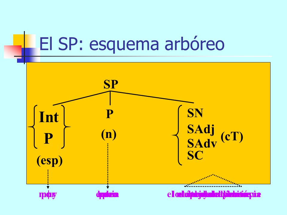 El SP: esquema arbóreo Int P SP SN P SAdj (n) (cT) SAdv SC (esp)