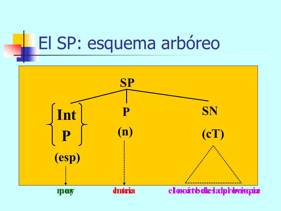 El SP: esquema arbóreo Int P SP SN P (n) (cT) (esp)