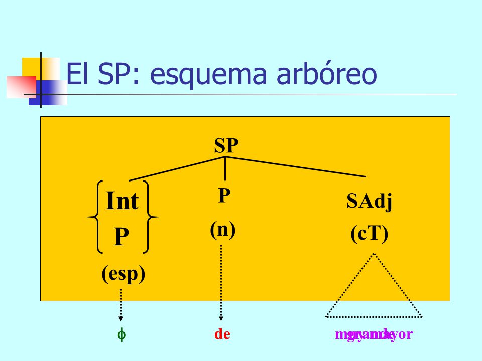 El SP: esquema arbóreo Int P SP P SAdj (n) (cT) (esp)  de grande