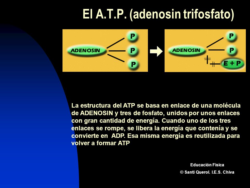 El A.T.P. (adenosin trifosfato)