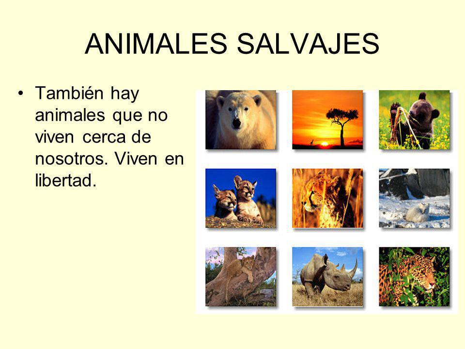 ANIMALES SALVAJES También hay animales que no viven cerca de nosotros. Viven en libertad.