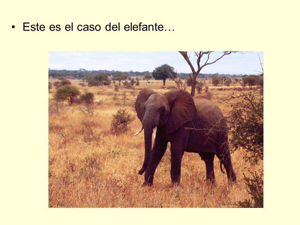Este es el caso del elefante…