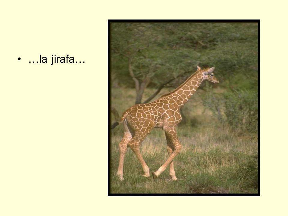 …la jirafa…