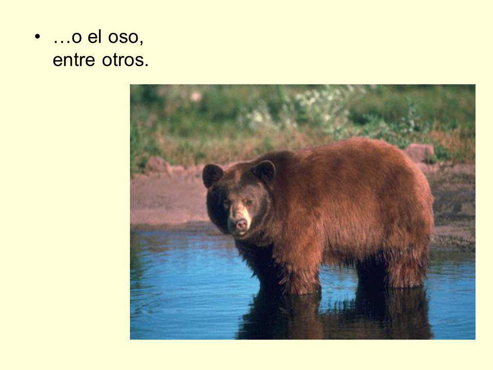 …o el oso, entre otros.