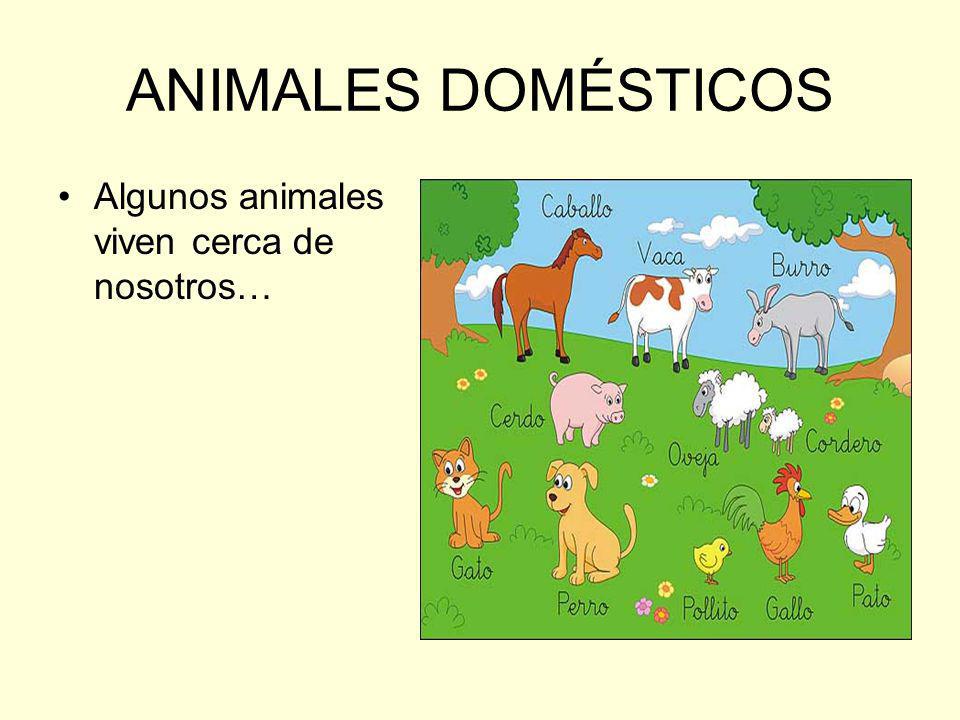 ANIMALES DOMÉSTICOS Algunos animales viven cerca de nosotros…