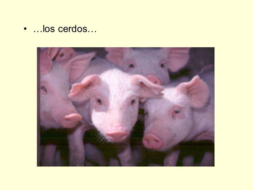 …los cerdos…