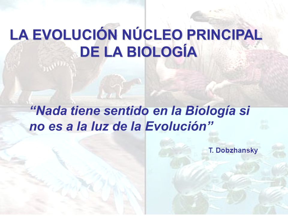 LA EVOLUCIÓN NÚCLEO PRINCIPAL