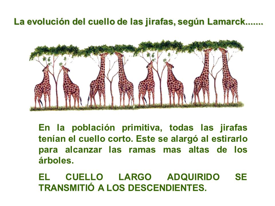 La evolución del cuello de las jirafas, según Lamarck