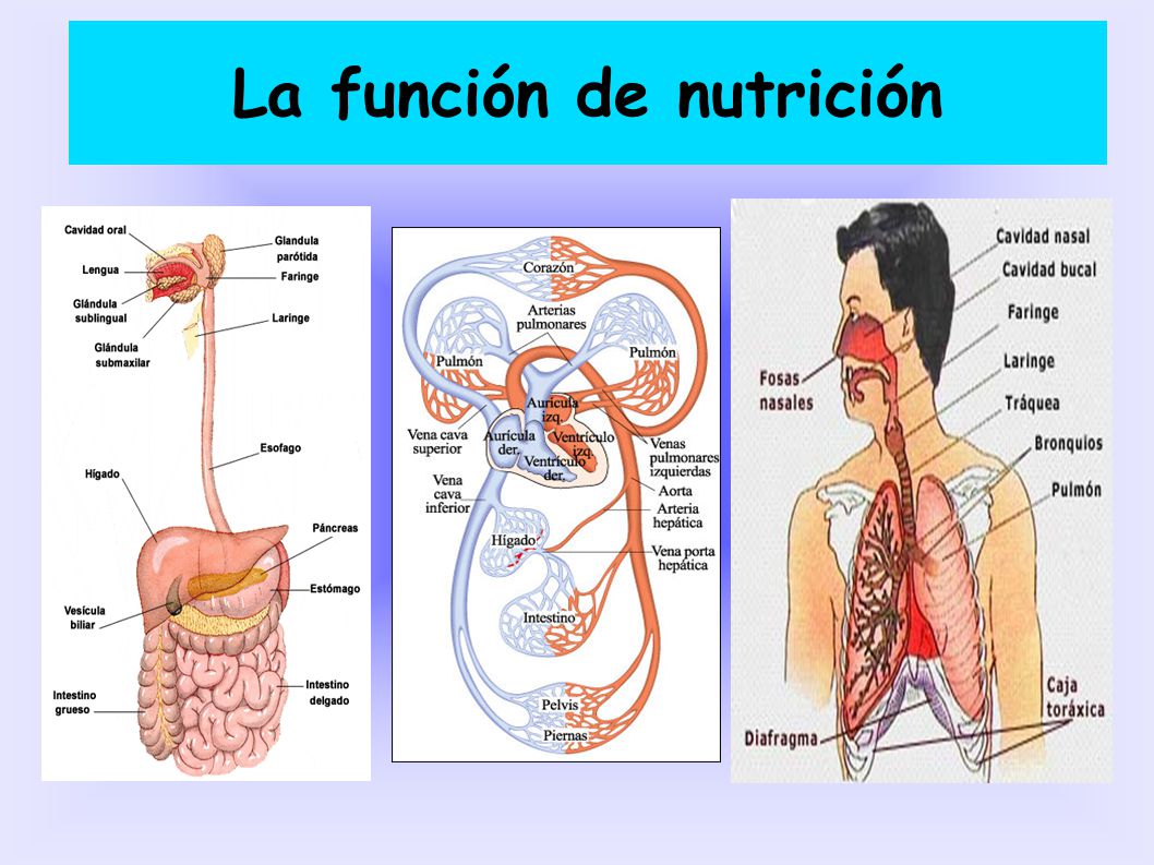Image result for FUNCION DE NUTRICION
